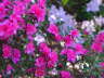 Azalea