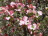 Dogwood