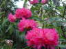 Rhodedendron