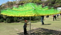 Lemon tree